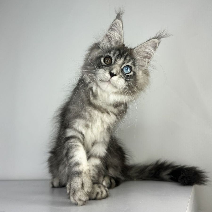 Claire Maine Coon female, black silver tabby