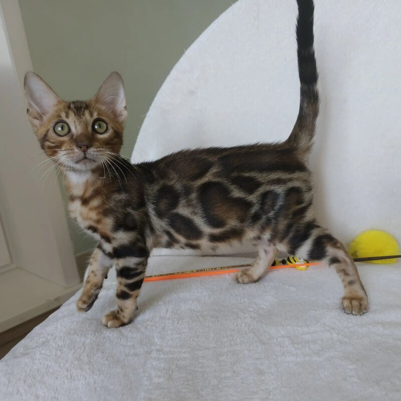 Тamerlan Bengal male black spotted tabby - live animals