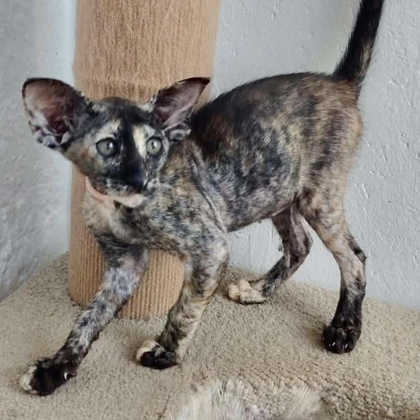 Baby Oriental Shorthair female, black tortie