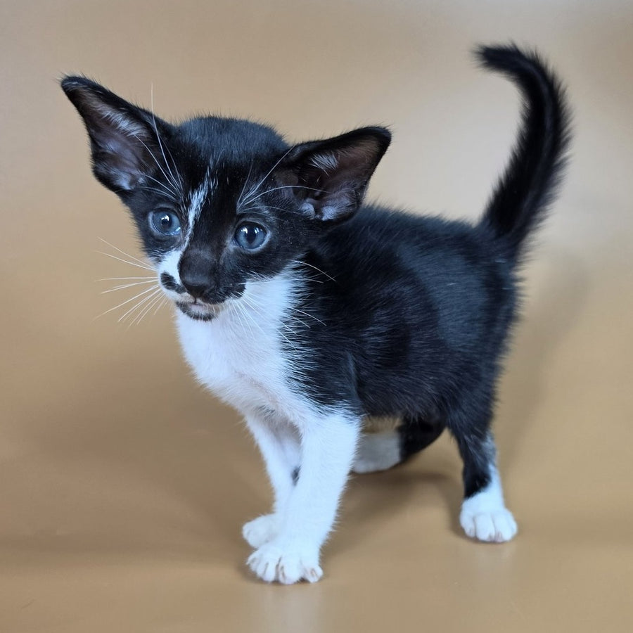 Dreamcake Oriental Shorthair female, black bicolour