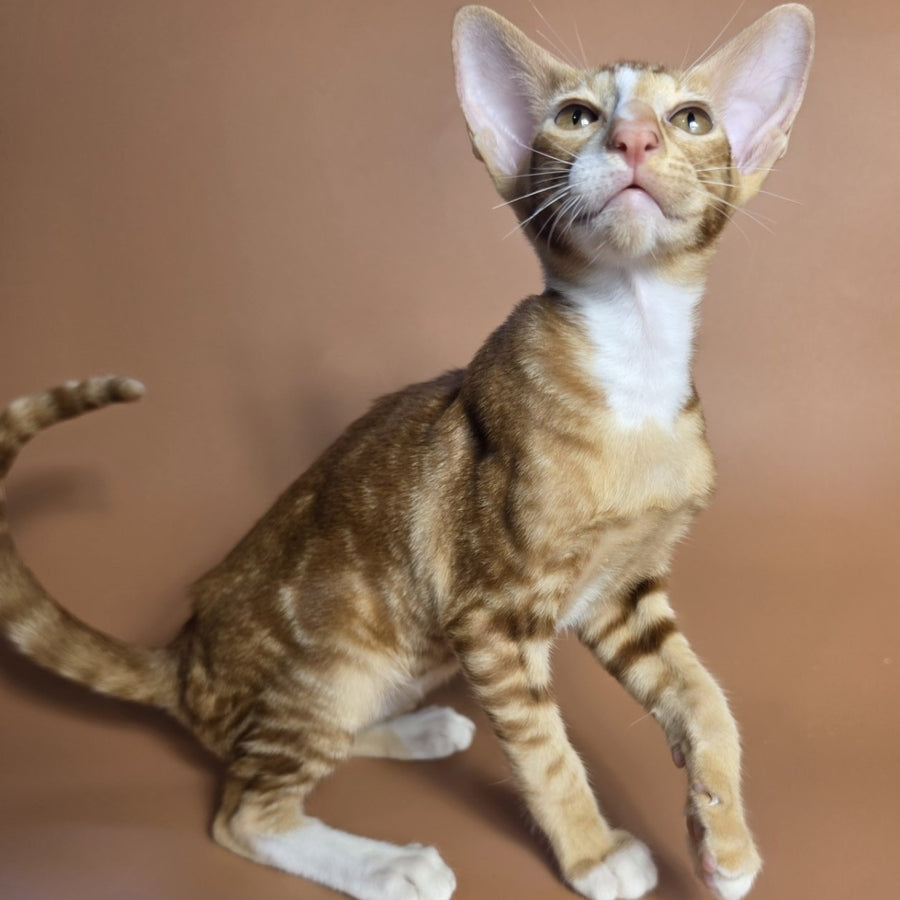 Xylan Oriental Shorthair male, red tabby mitted