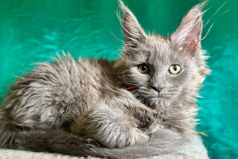 Martha Maine Coon female, blue
