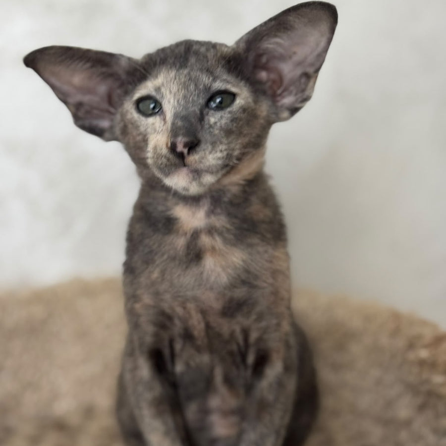 Latifa Oriental Shorthair female, blue tortie