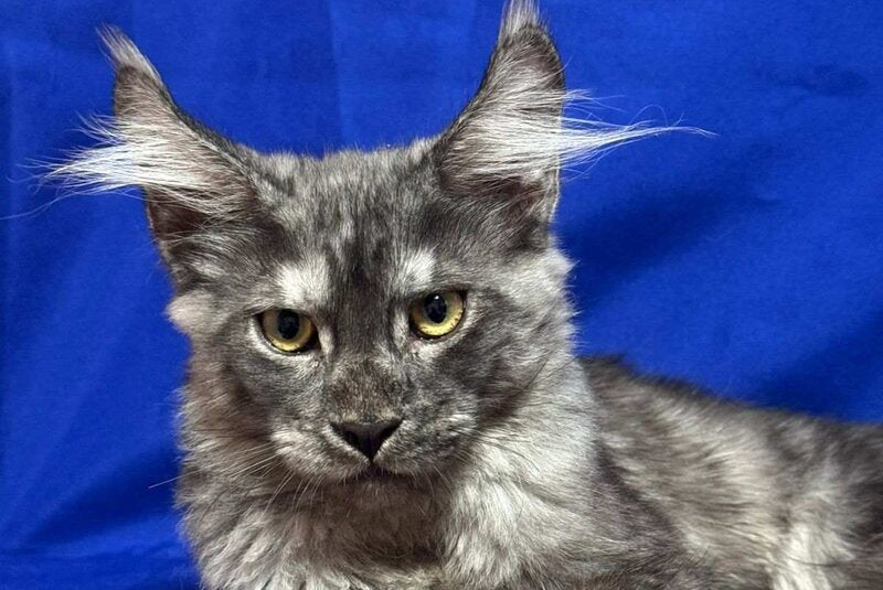 Briz Maine Coon male, black silver