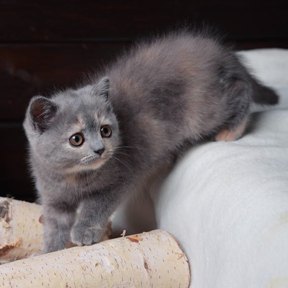 Aivi British Shorthair female, blue tortie