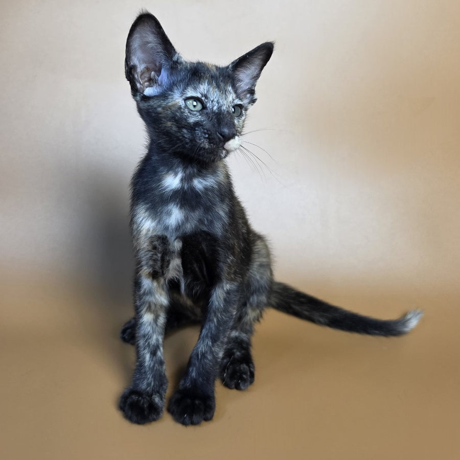 Esmeralda Oriental Shorthair female, black tortie
