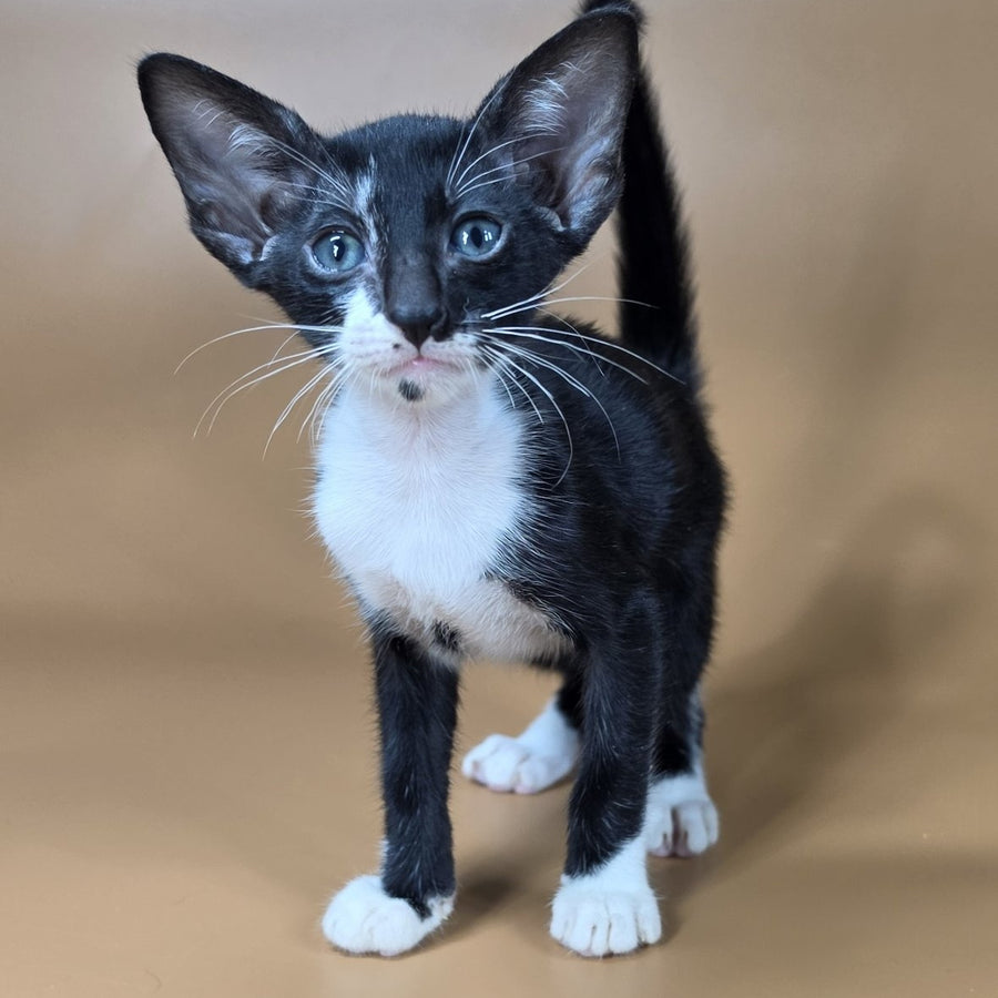 Daphne Oriental Shorthair female, black bicolour
