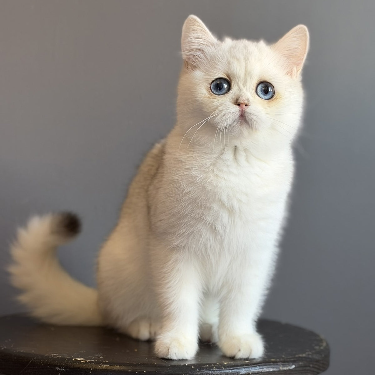 Vika British Shorthair female, black silver chinchilla
