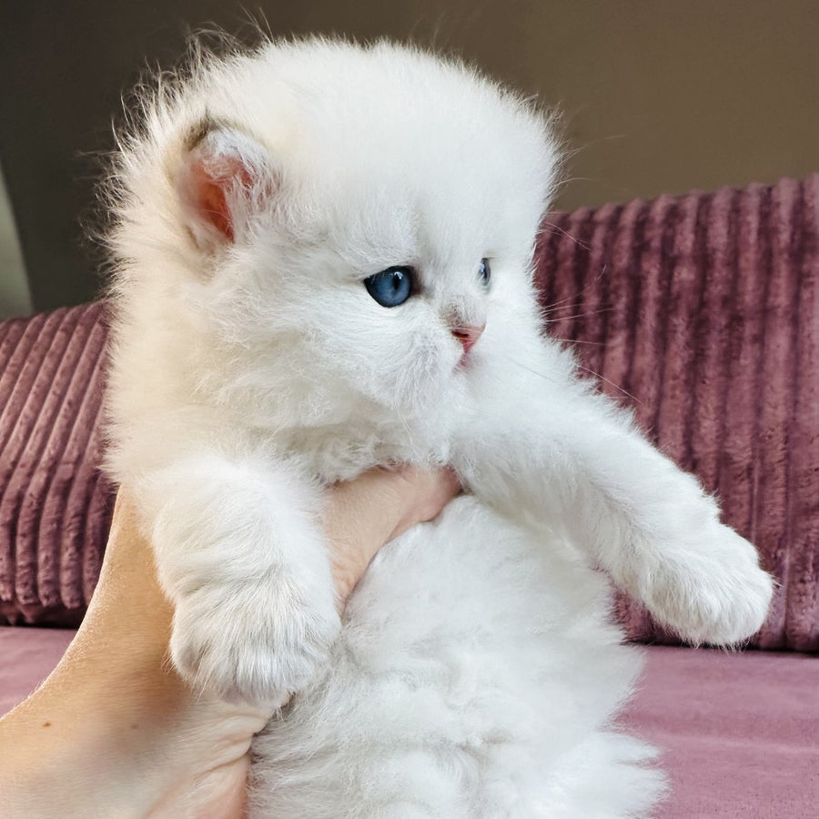Imperial Leo British Longhair male, blue golden chinchilla pointed