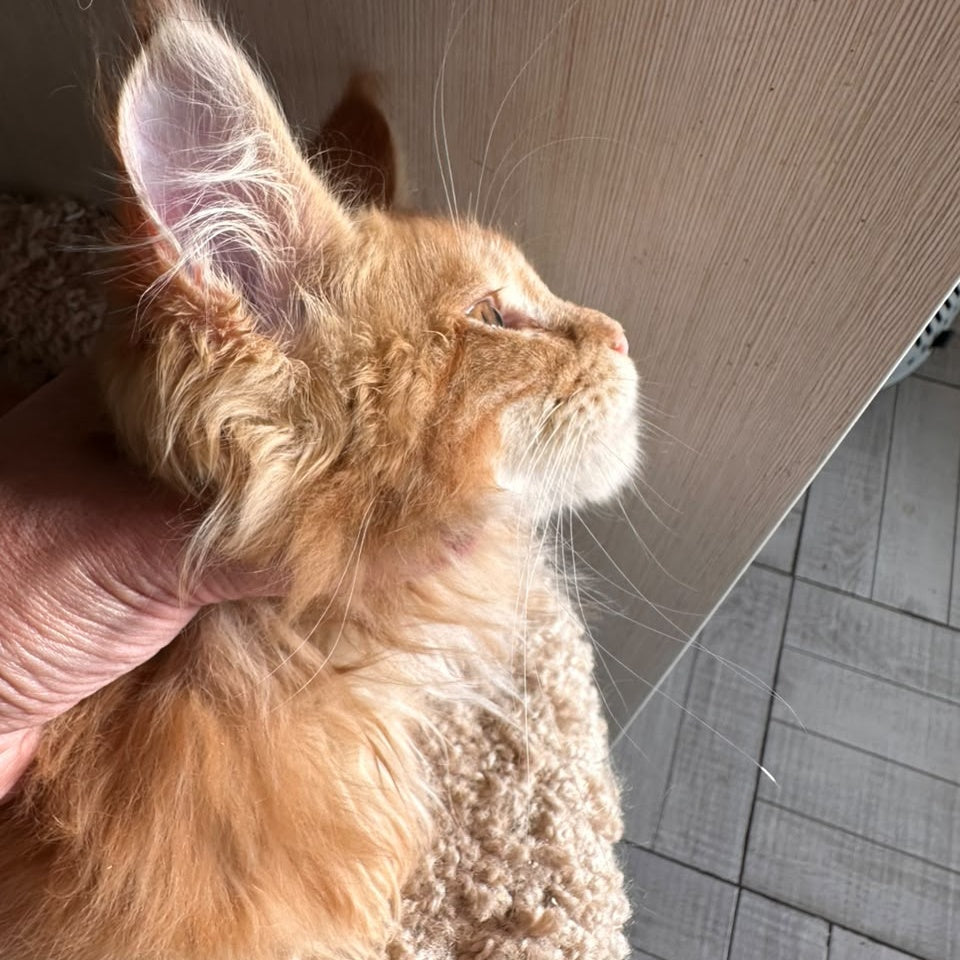 Aziza Maine Coon female, red tabby