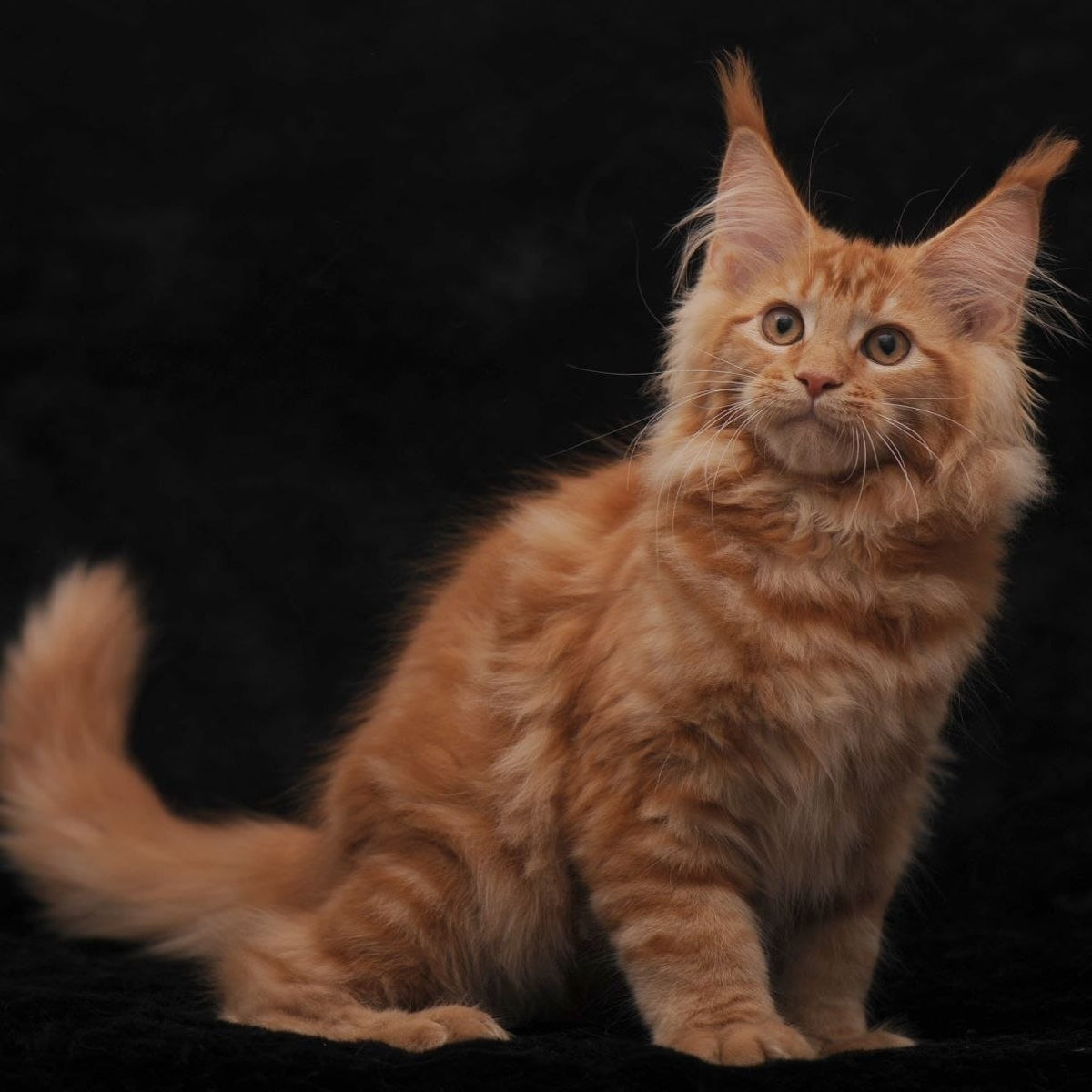 Riana Maine Coon female, red