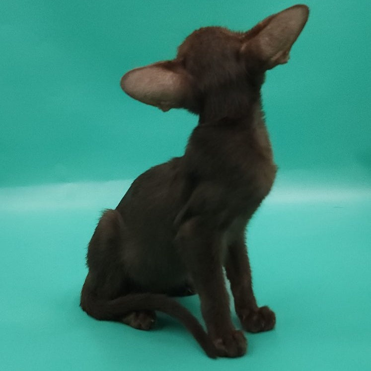Rafaella Oriental Shorthair female, chocolate