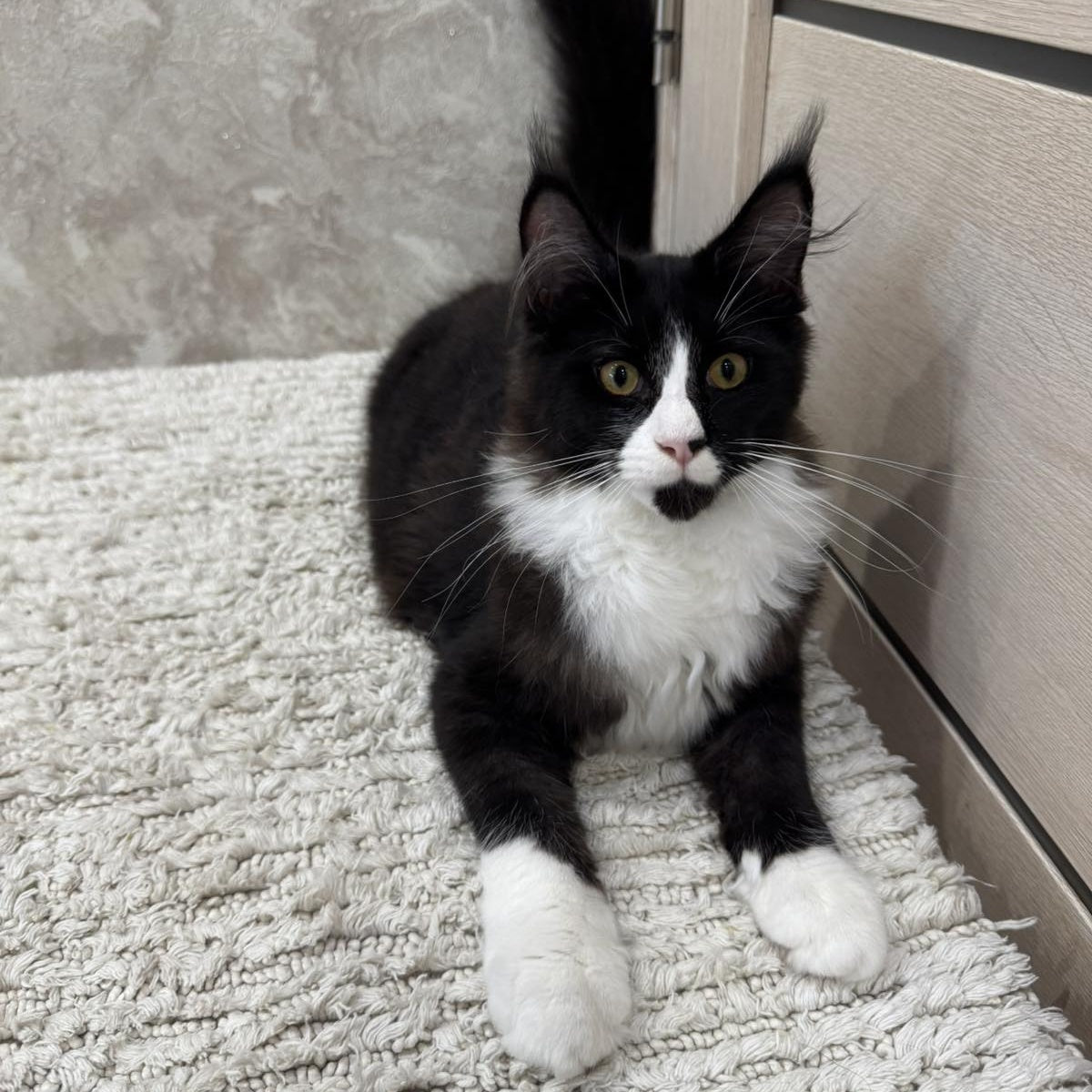Sandra Maine Coon female, black silver bicolour