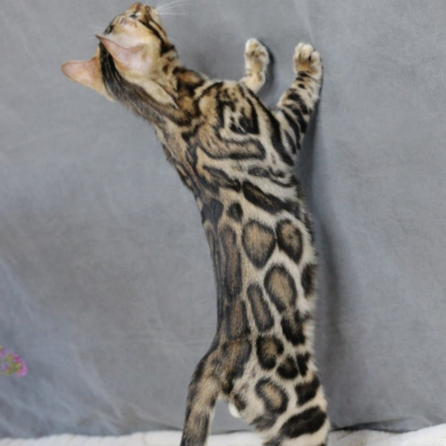 Romeo Bengal male, black spotted tabby