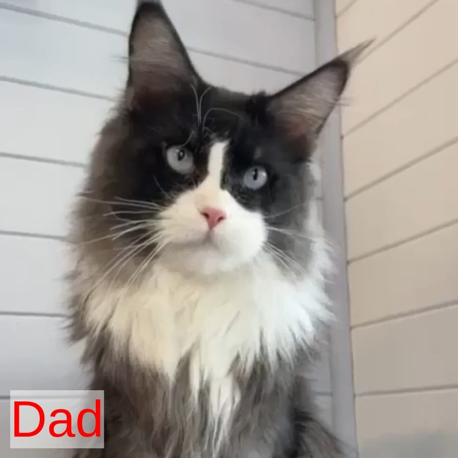 Chipper Maine Coon female, black tabby