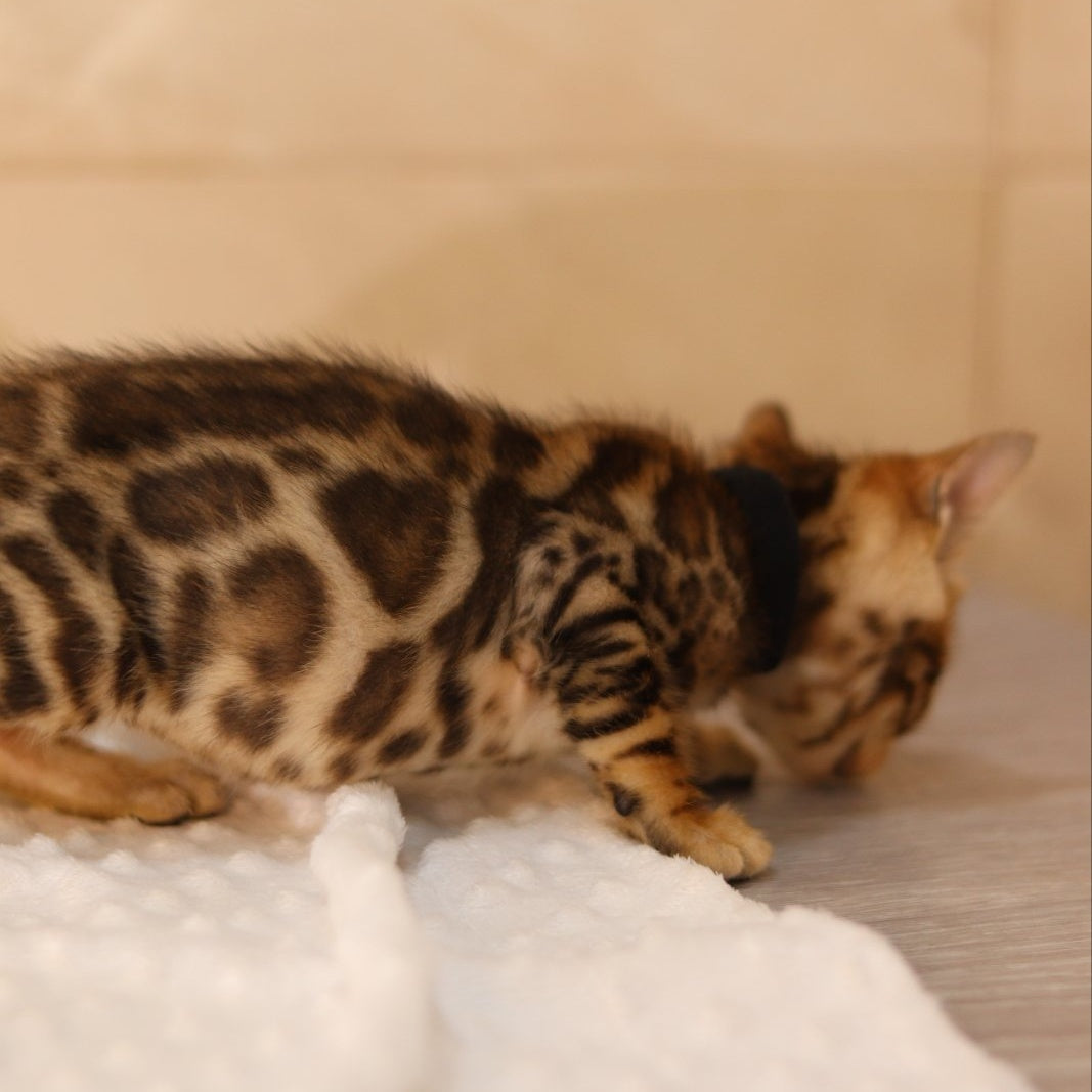 Xavier Bengal male, black spotted tabby