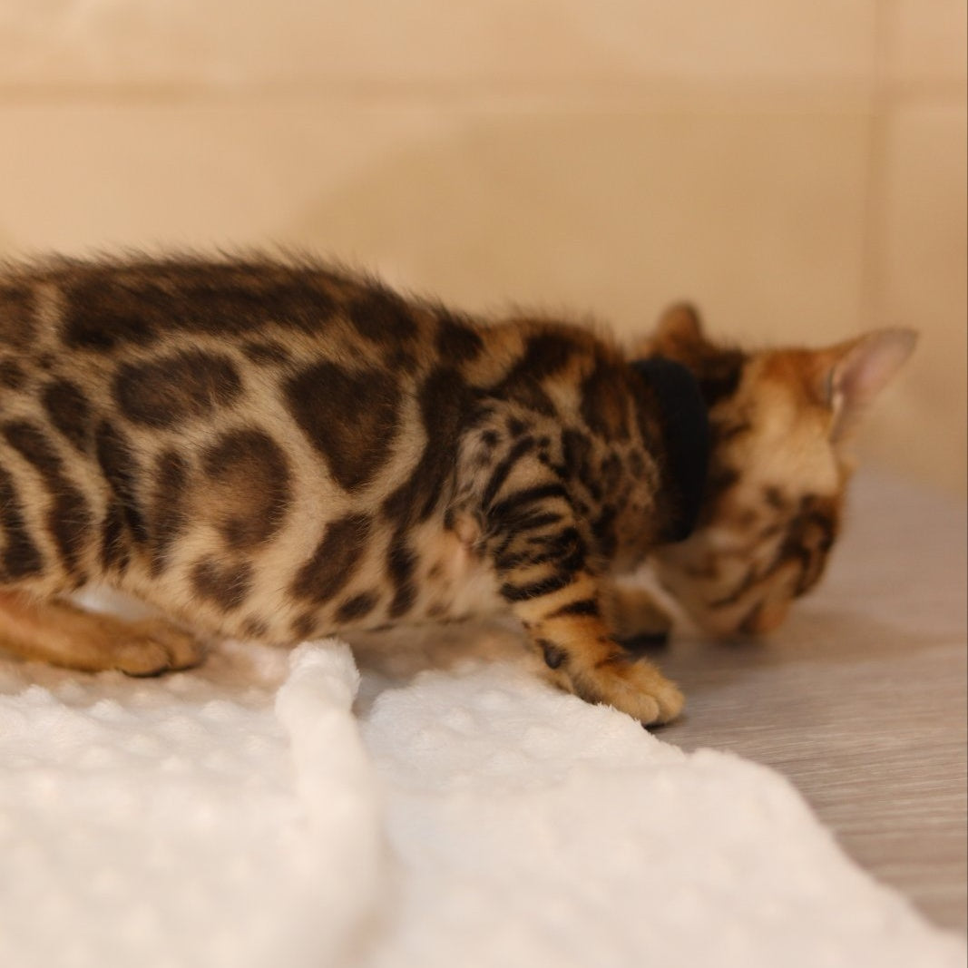 Xerxes Bengal male, black spotted tabby