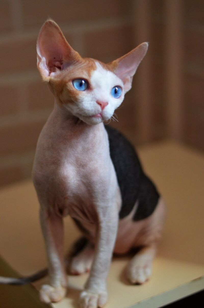 Romashka Devon Rex female black tortie bicolour - live animals