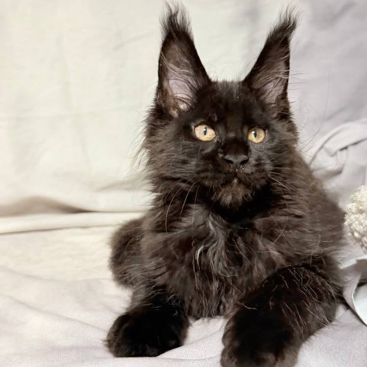 Galaxy Maine Coon female, black with white