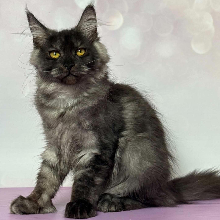 Aurora Maine Coon polydactyl 7x6x5x5 female, black silver