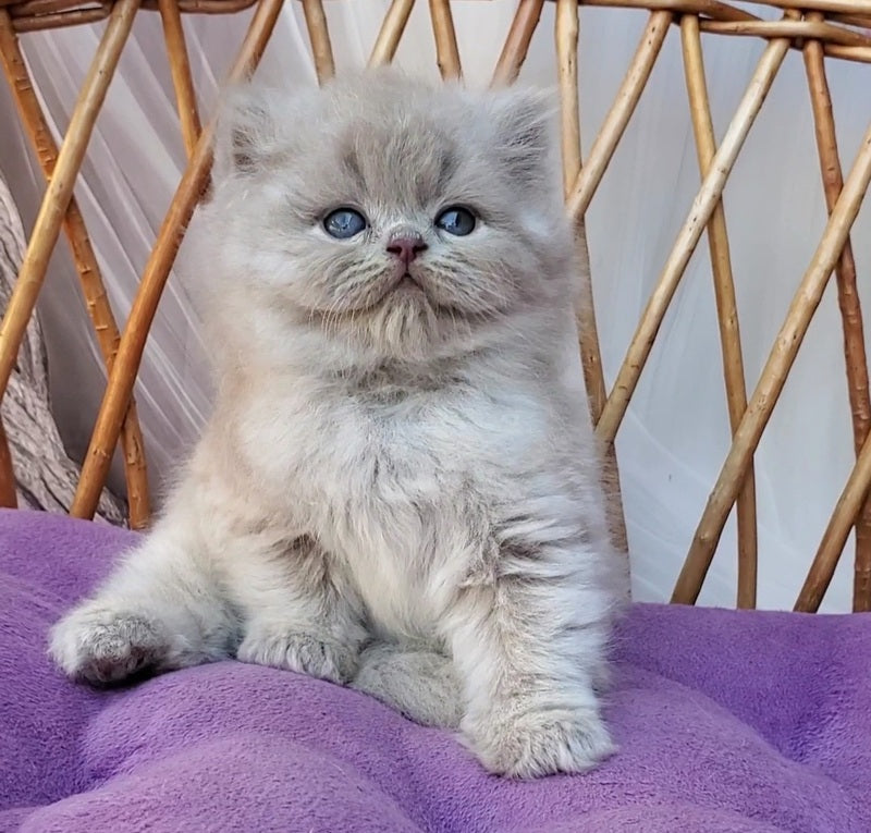 Wilda British Longhair female, blue golden ticked tabby