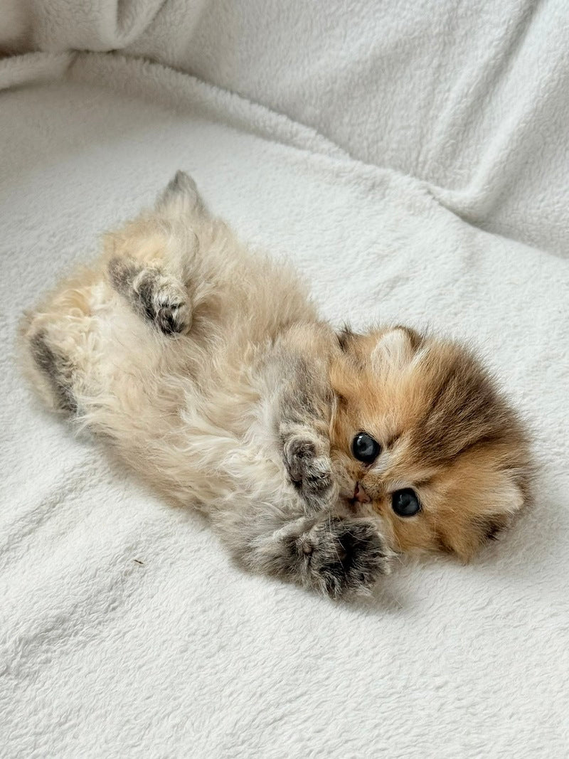 Hasbik Munchkin male black ticked tabby - live animals