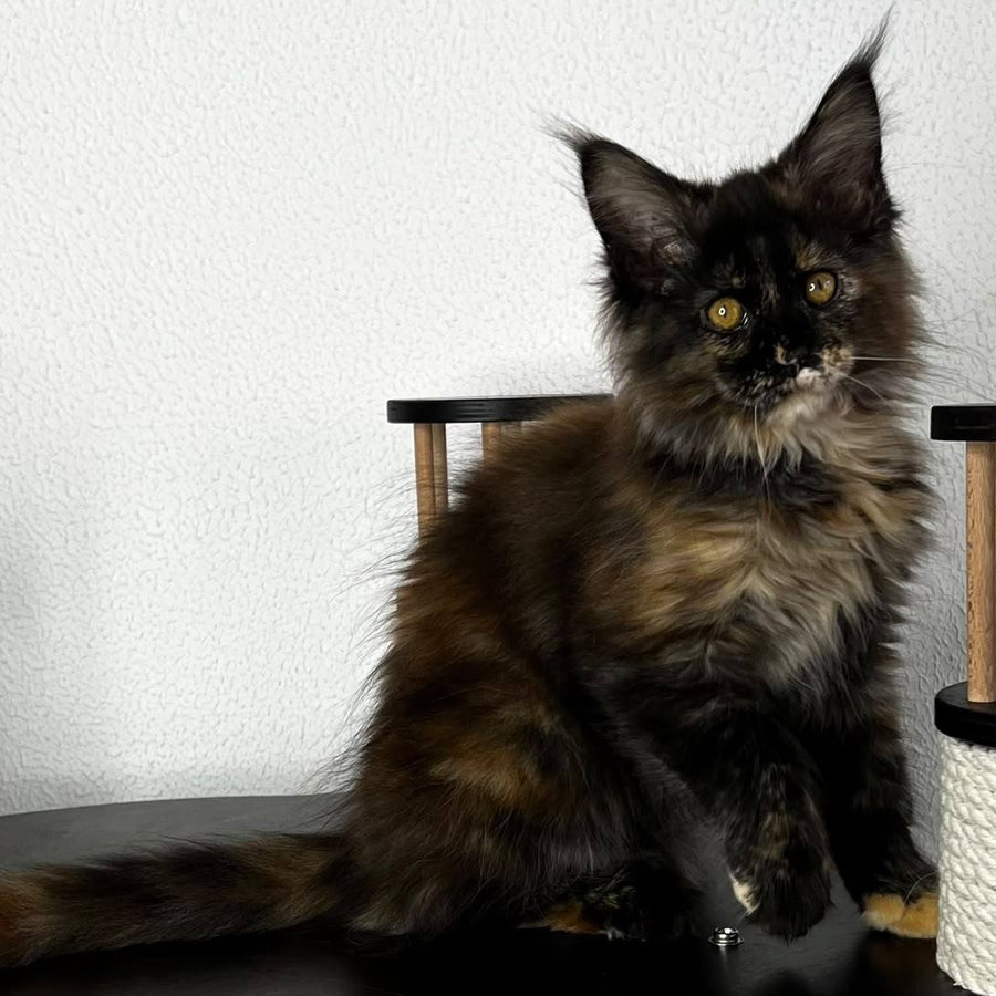 Barcelona Maine Coon female, black tortie