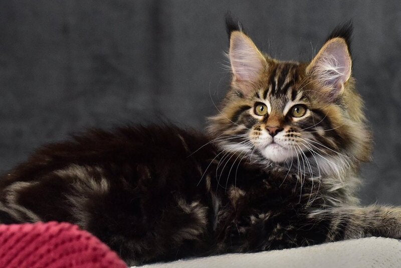 Caesar Maine Coon male, black tabby