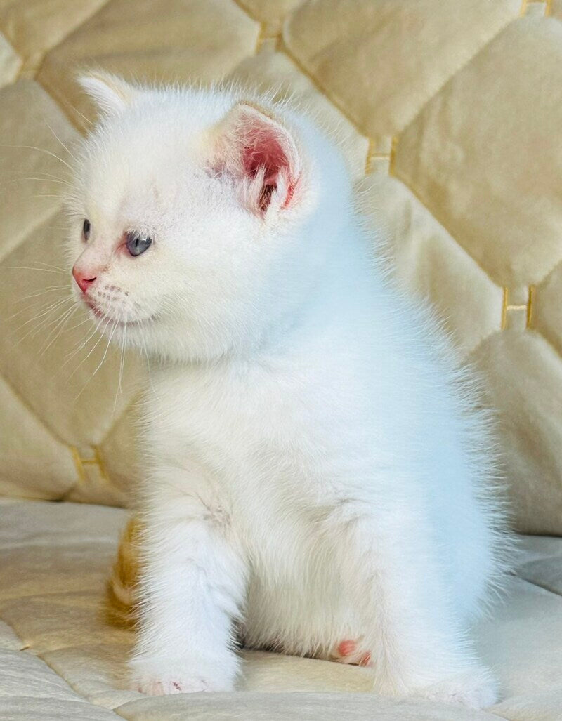 Elio British Shorthair male, red golden shaded pointed