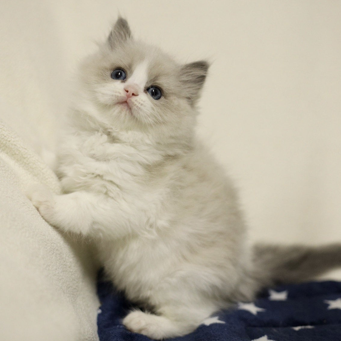 Yasmin Ragdoll female, blue bicolour