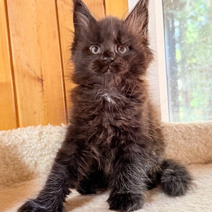 Olenna Maine Coon female, black with white