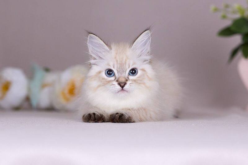 Halva Siberian female black tabby pointed - live animals