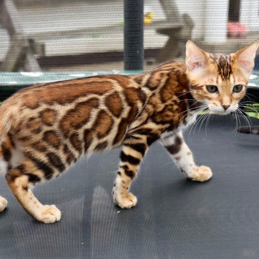 Timokha Bengal male, black spotted tabby