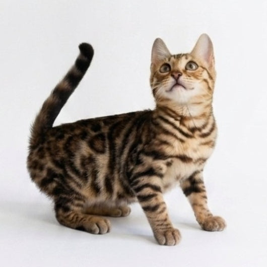 Wendy Bengal female, black spotted tabby