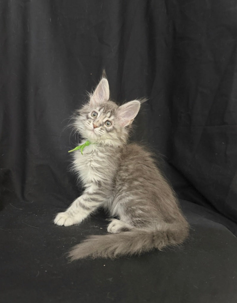Zimba Maine Coon female, blue silver tabby