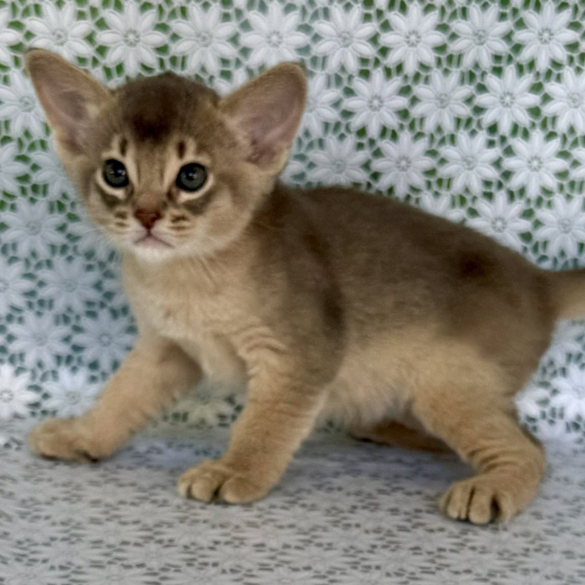Hiron Abyssinian male, blue