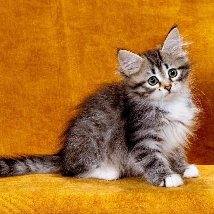 Isabella Siberian female, black with white spotted tabby
