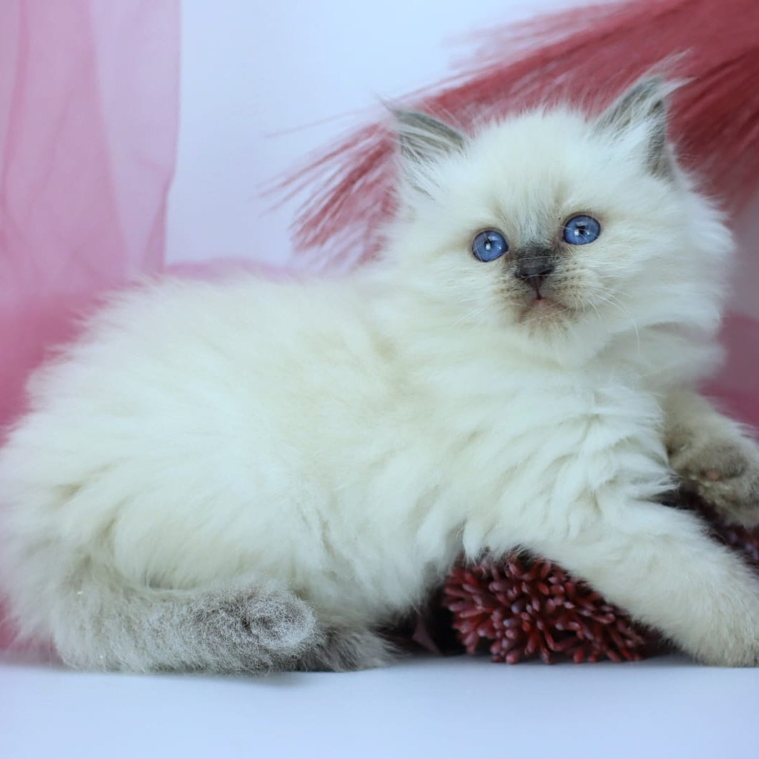Hvoya Siberian female, blue pointed