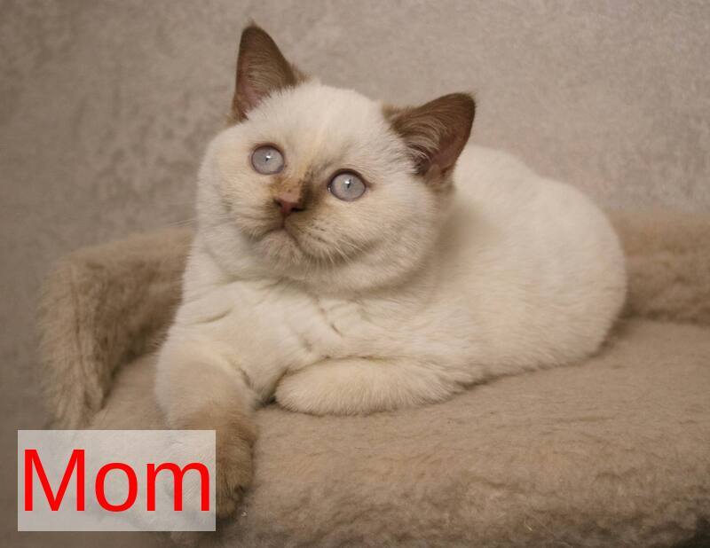 Jasper British Shorthair male, cinnamon bicolour