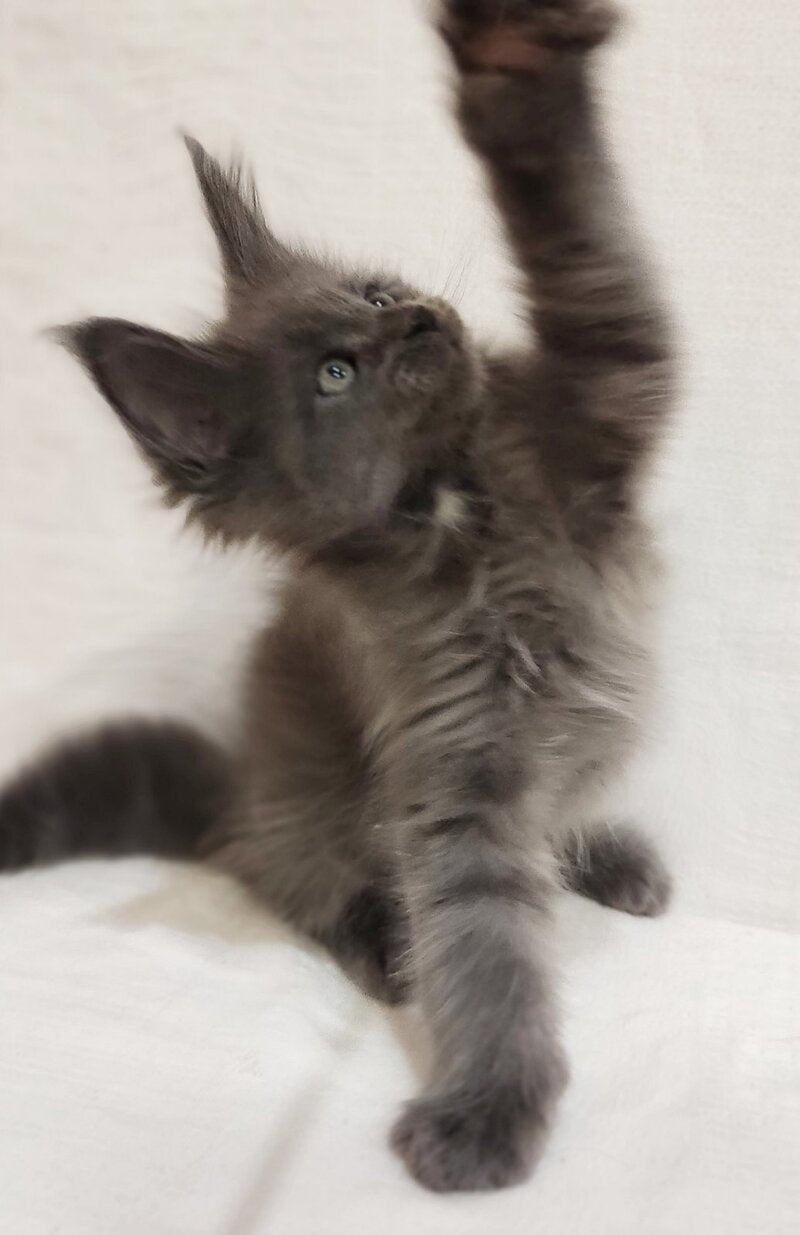 Drhonik Maine Coon male, blue silver with white