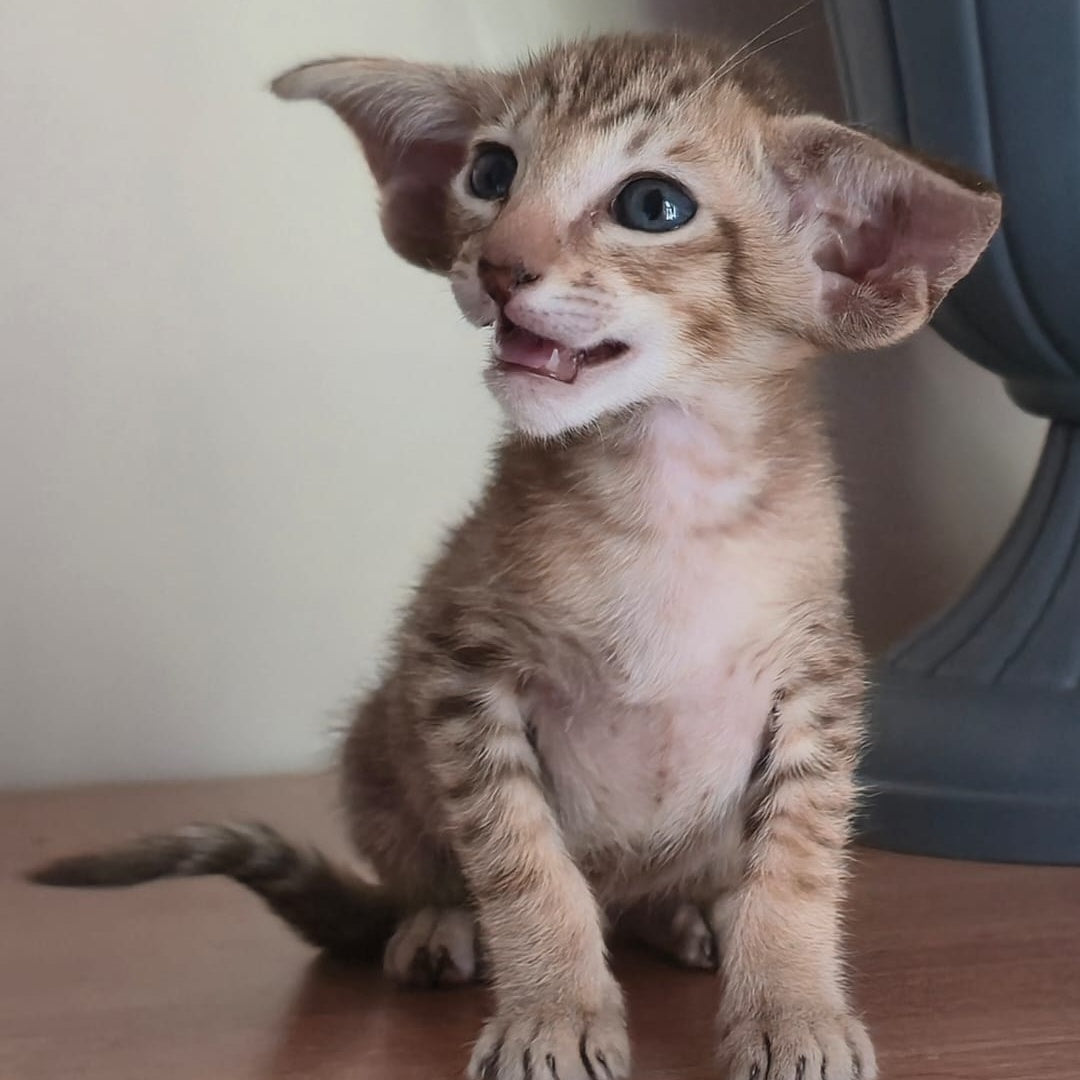 Arisha Oriental Shorthair female, chocolate tabby