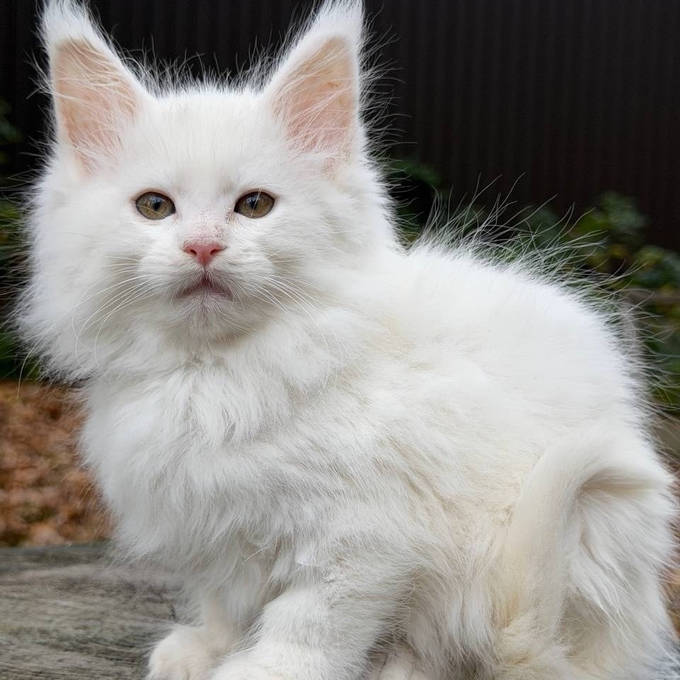 Marishka Maine Coon female, white