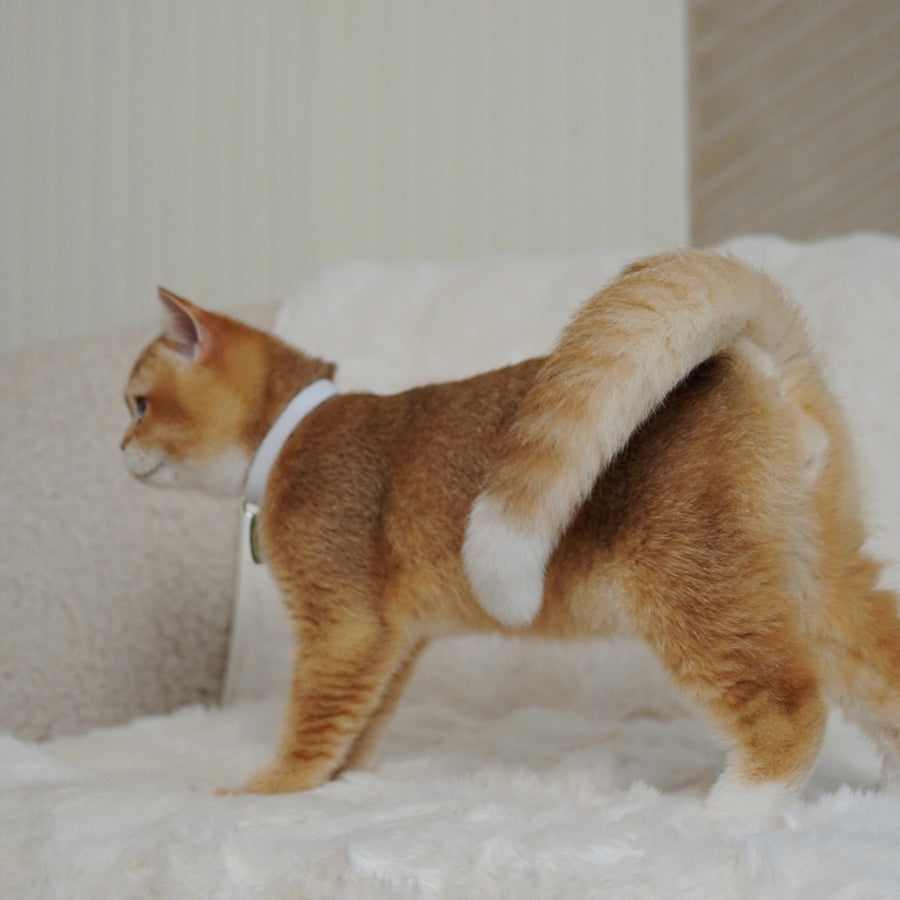 Teddy British Shorthair male, chocolate golden chinchilla with white