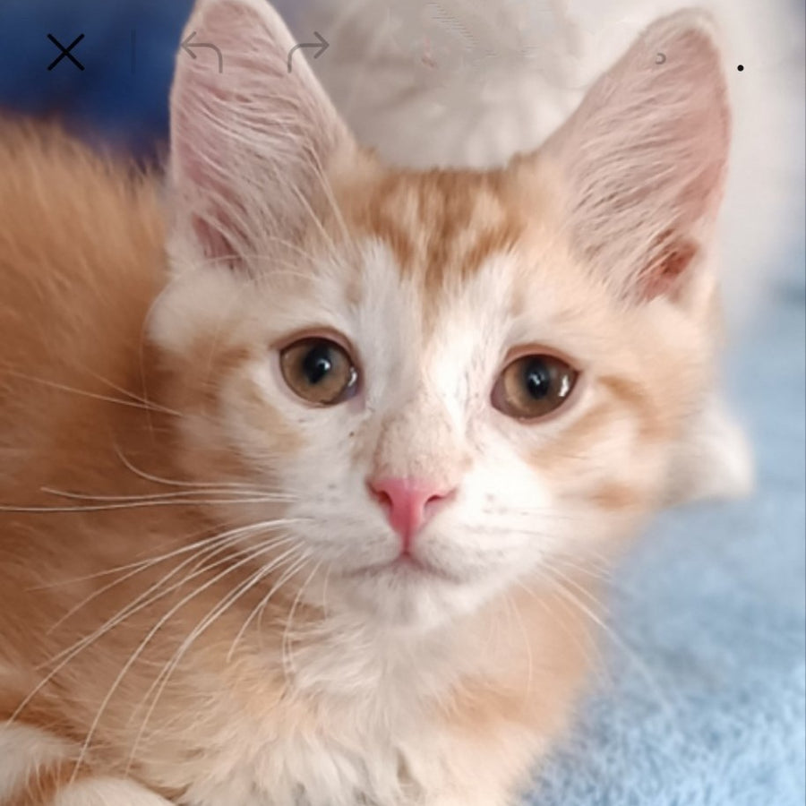 Еlvis Siberian male, red tabby