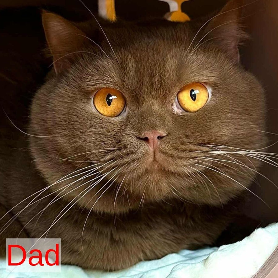 Dionis British Shorthair male, cream