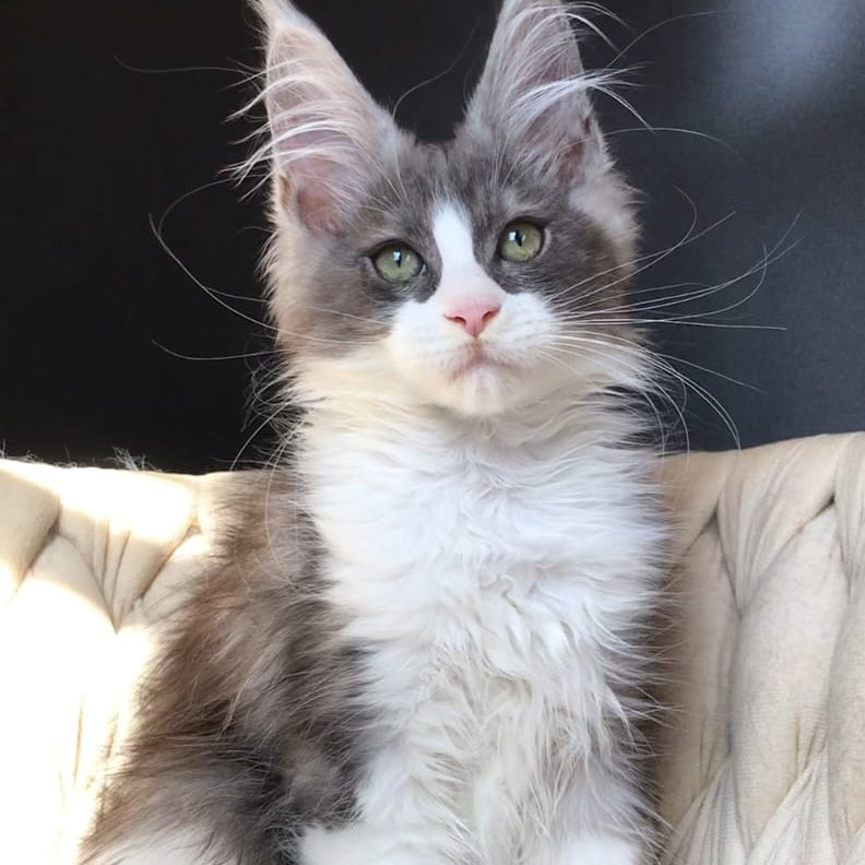 Craft Maine Coon male, black silver bicolour