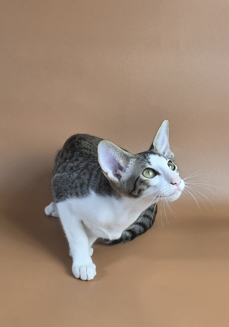 Ulya Oriental Shorthair female black bicolour spotted tabby - live animals