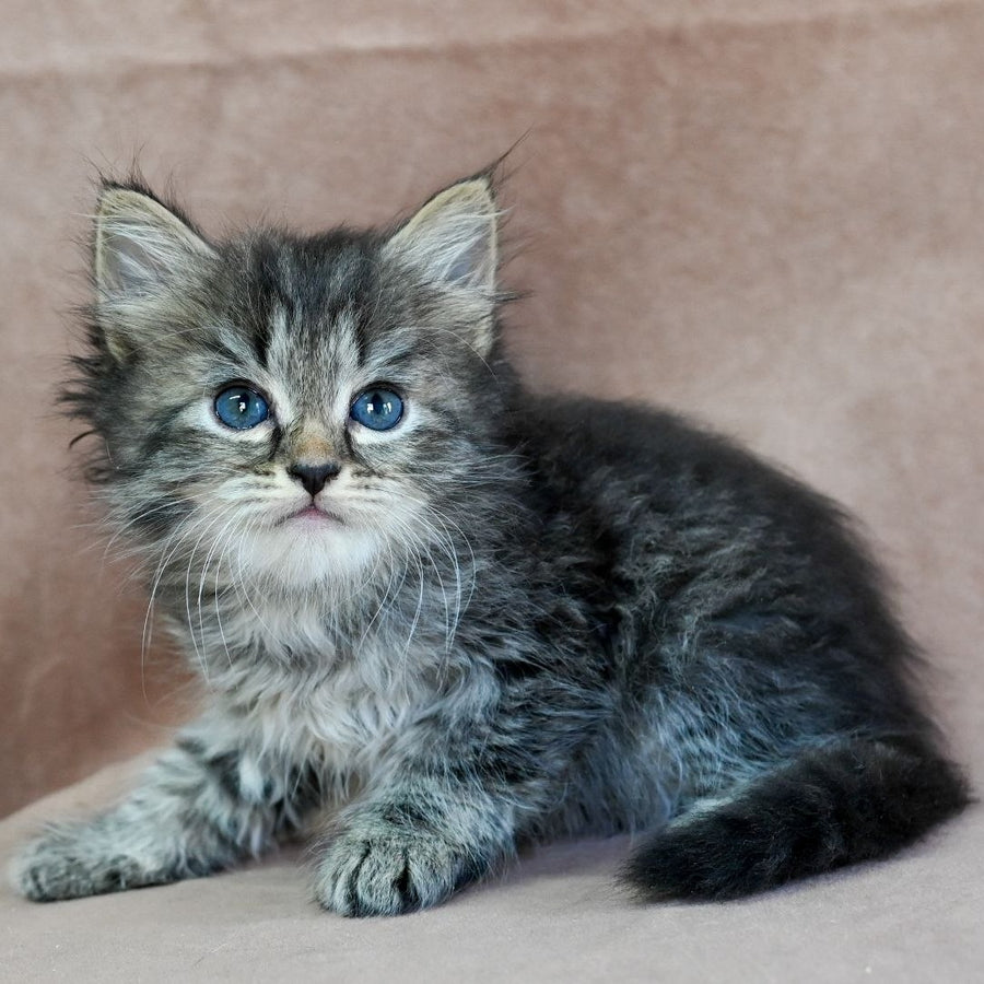 Jive Siberian male, black spotted tabby