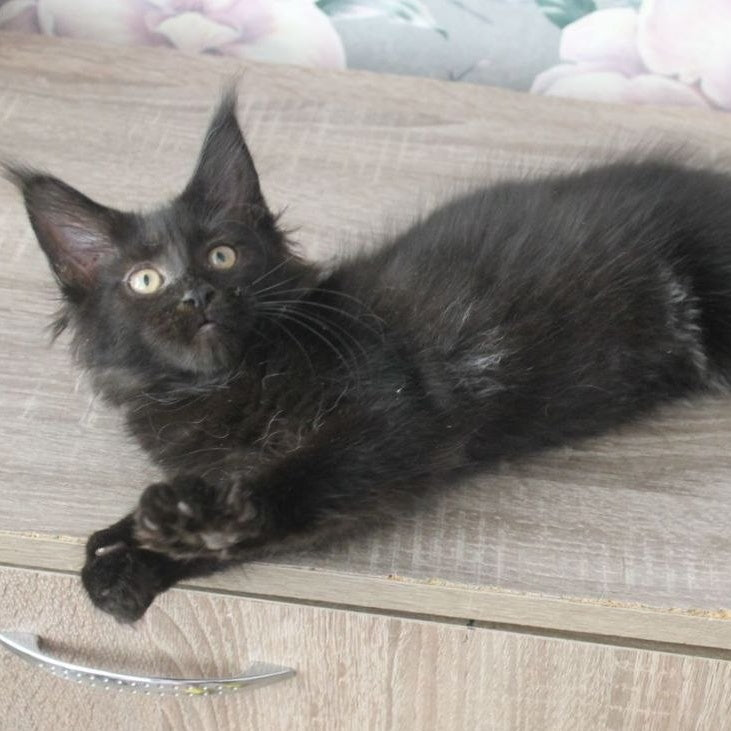 Nazira Maine Coon female, black