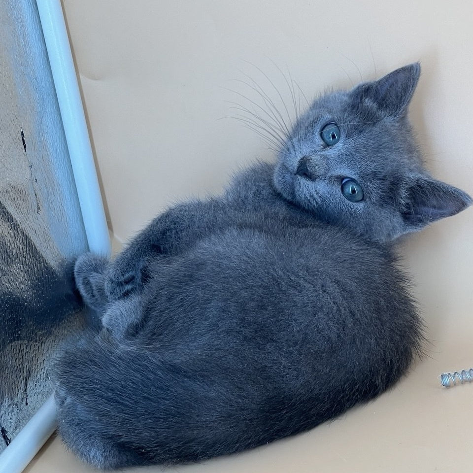 Kai Russian Blue male, blue